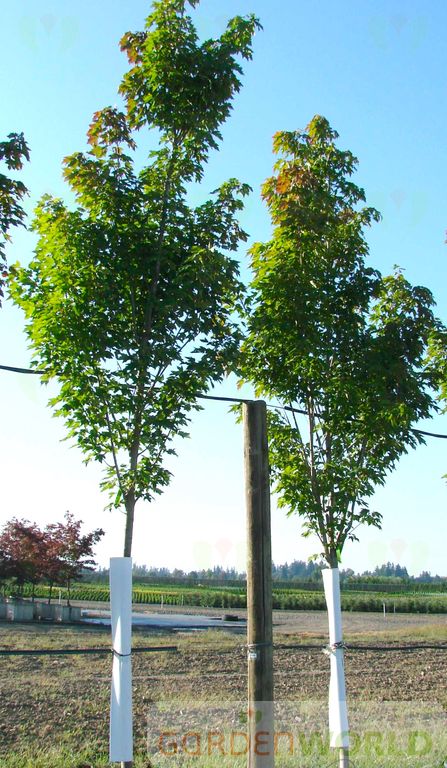 Acer r. 'Karpick' (Columnar)