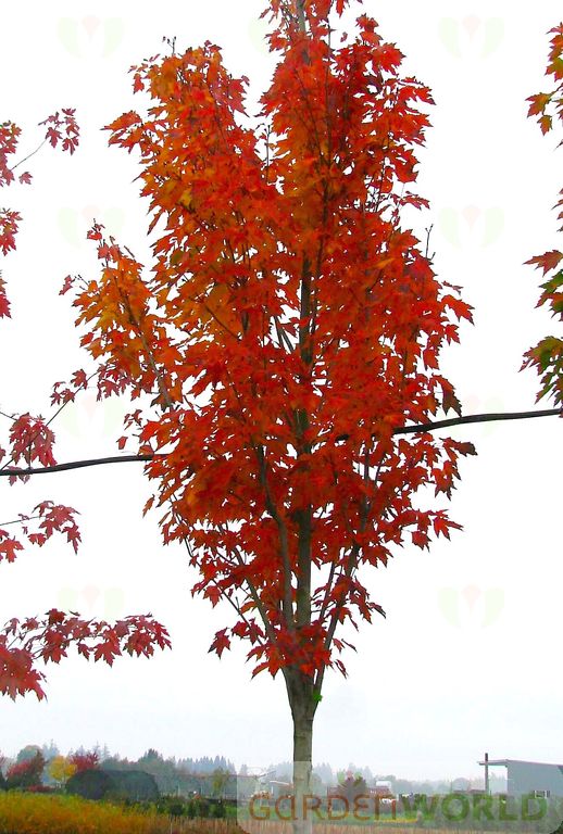 Acer r. 'Karpick' (Columnar)
