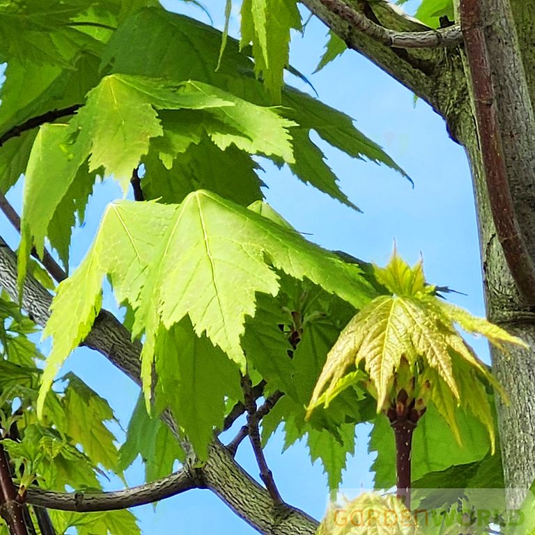 Acer r. 'Karpick' (Columnar)