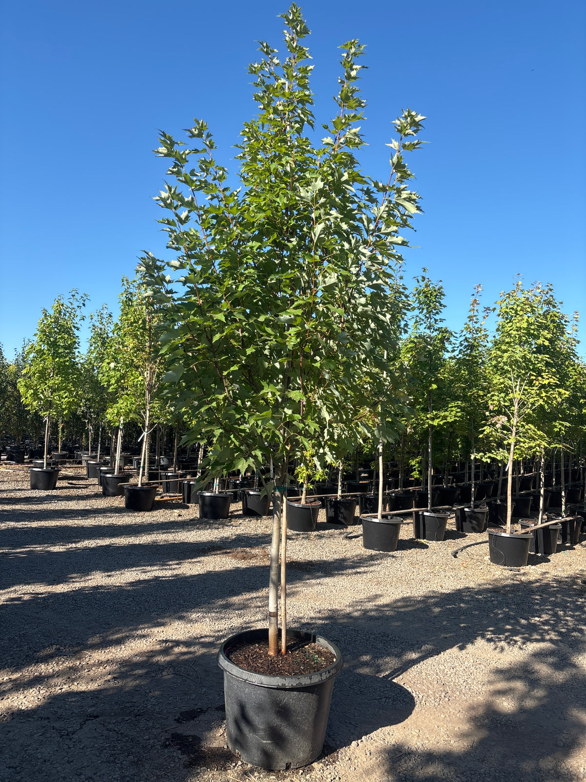 Acer r. 'Karpick' (Columnar)