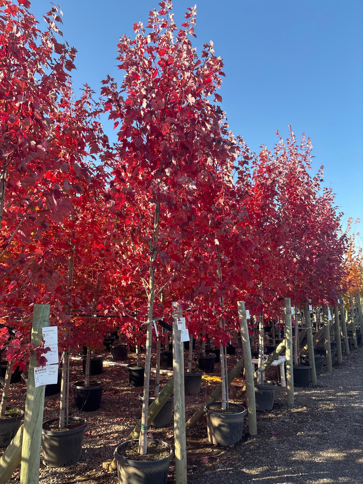 Acer r. 'October Glory'®