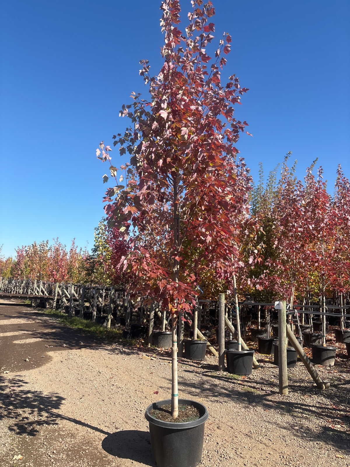 Acer r. 'October Glory'®