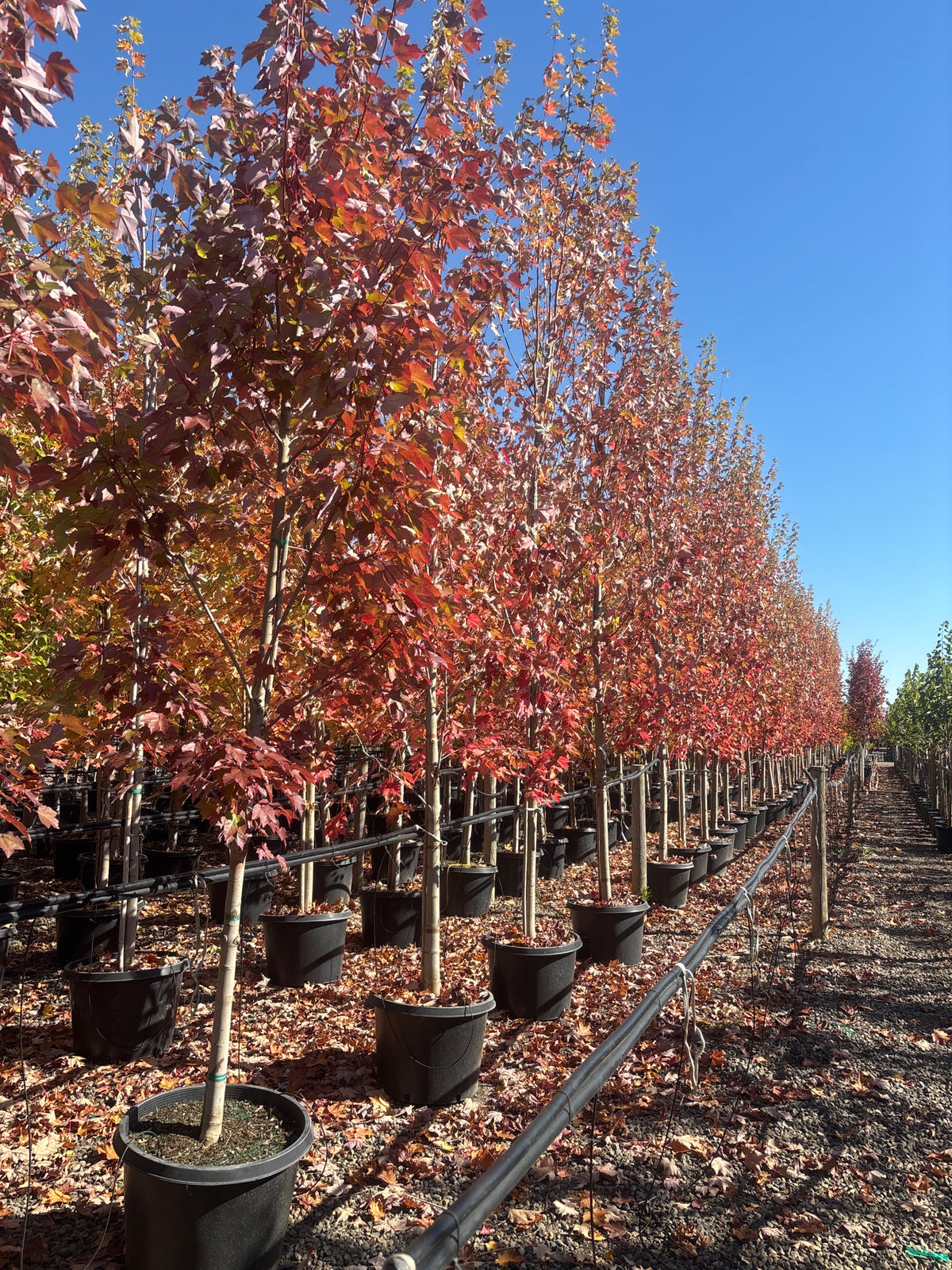 Acer r. 'October Glory'®