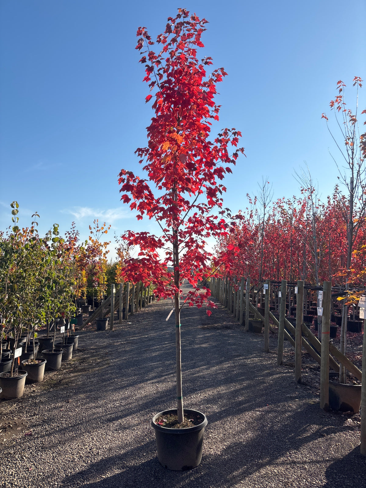 Acer r. 'October Glory'®