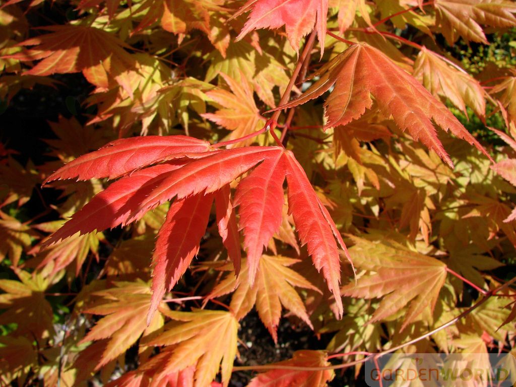 Acer shirasawanum 'Moonrise'