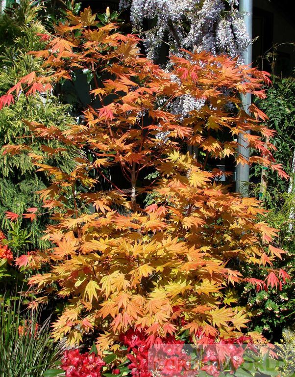 Acer shirasawanum 'Moonrise'
