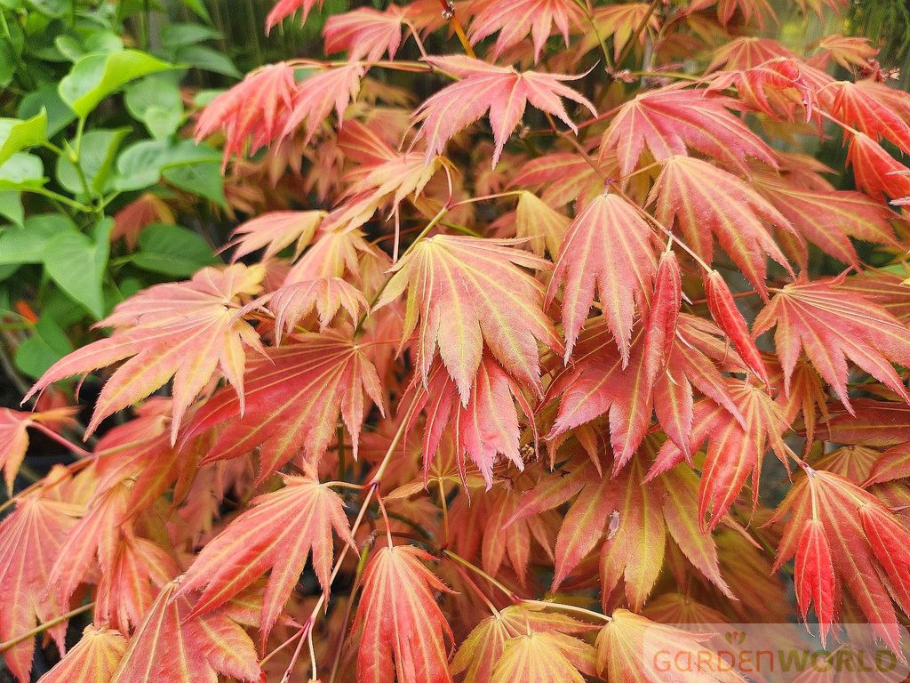 Acer shirasawanum 'Moonrise'