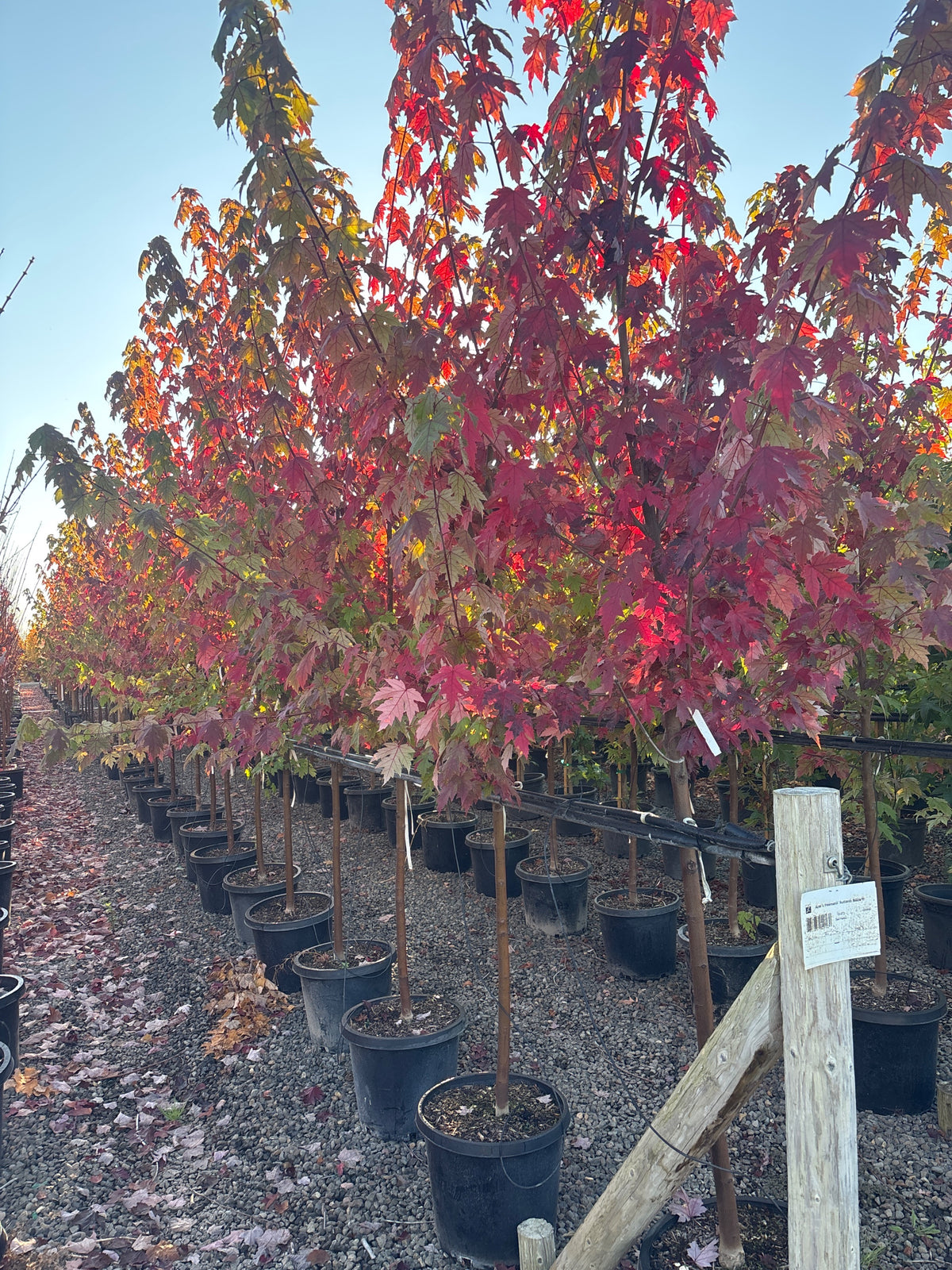 Acer x freemanii 'Autumn Blaze'®