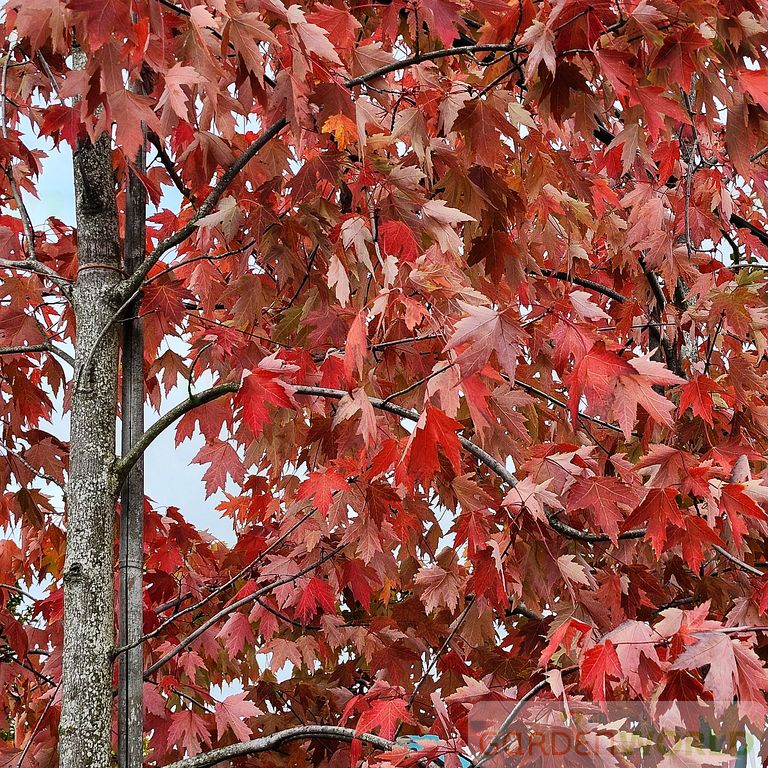 Acer x freemanii 'Sienna Glenn'®