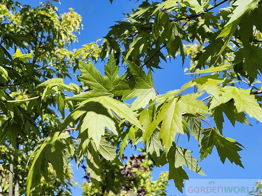Acer x freemanii 'Sienna Glenn'®