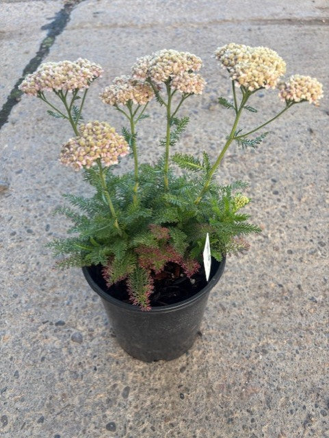 Achillea m. 'Desert Eve' ™ Deep Rose
