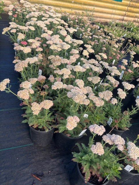 Achillea m. 'Desert Eve' ™ Deep Rose