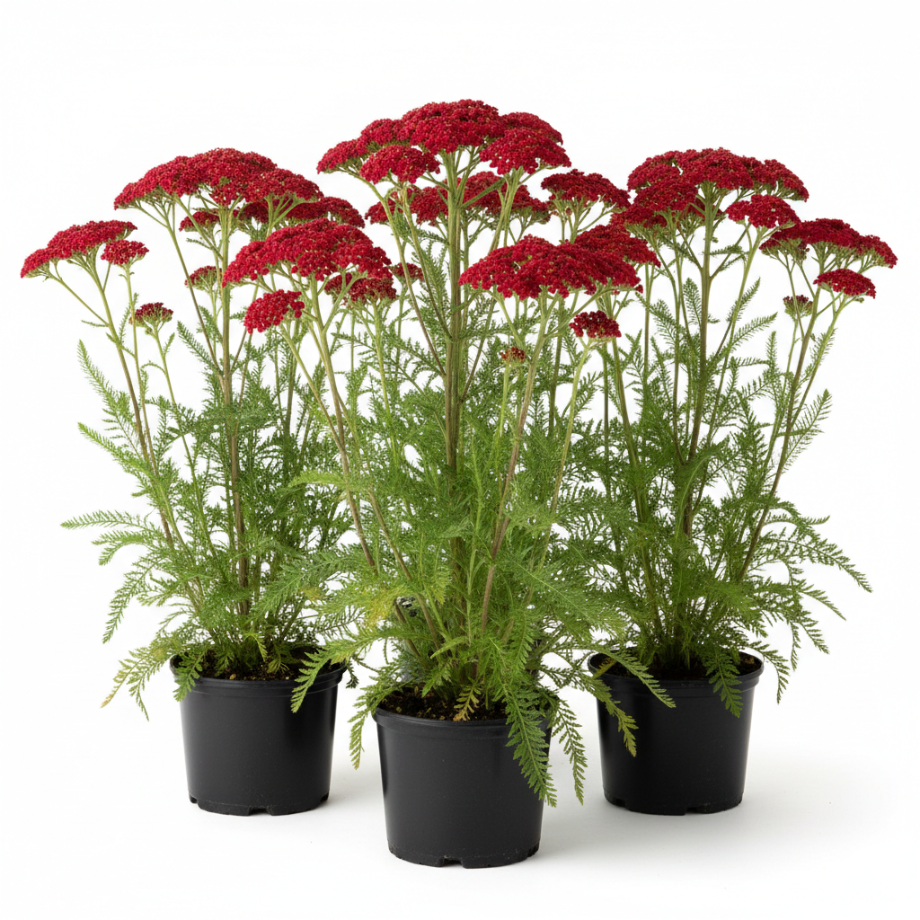 Achillea m. 'Desert Eve Red' (red)