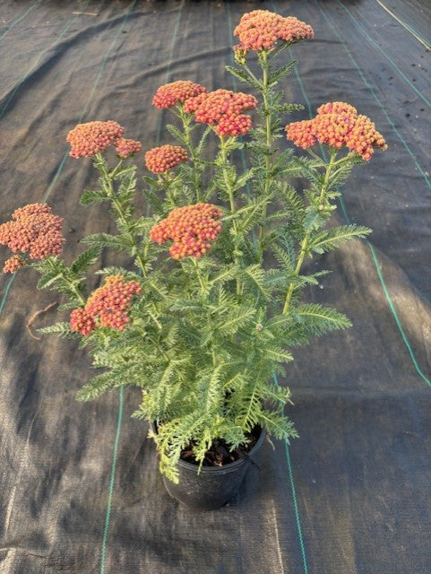 Achillea Sassy Summer 'Sangria'