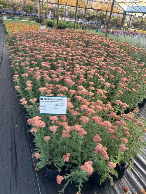 Achillea Sassy Summer 'Sangria'