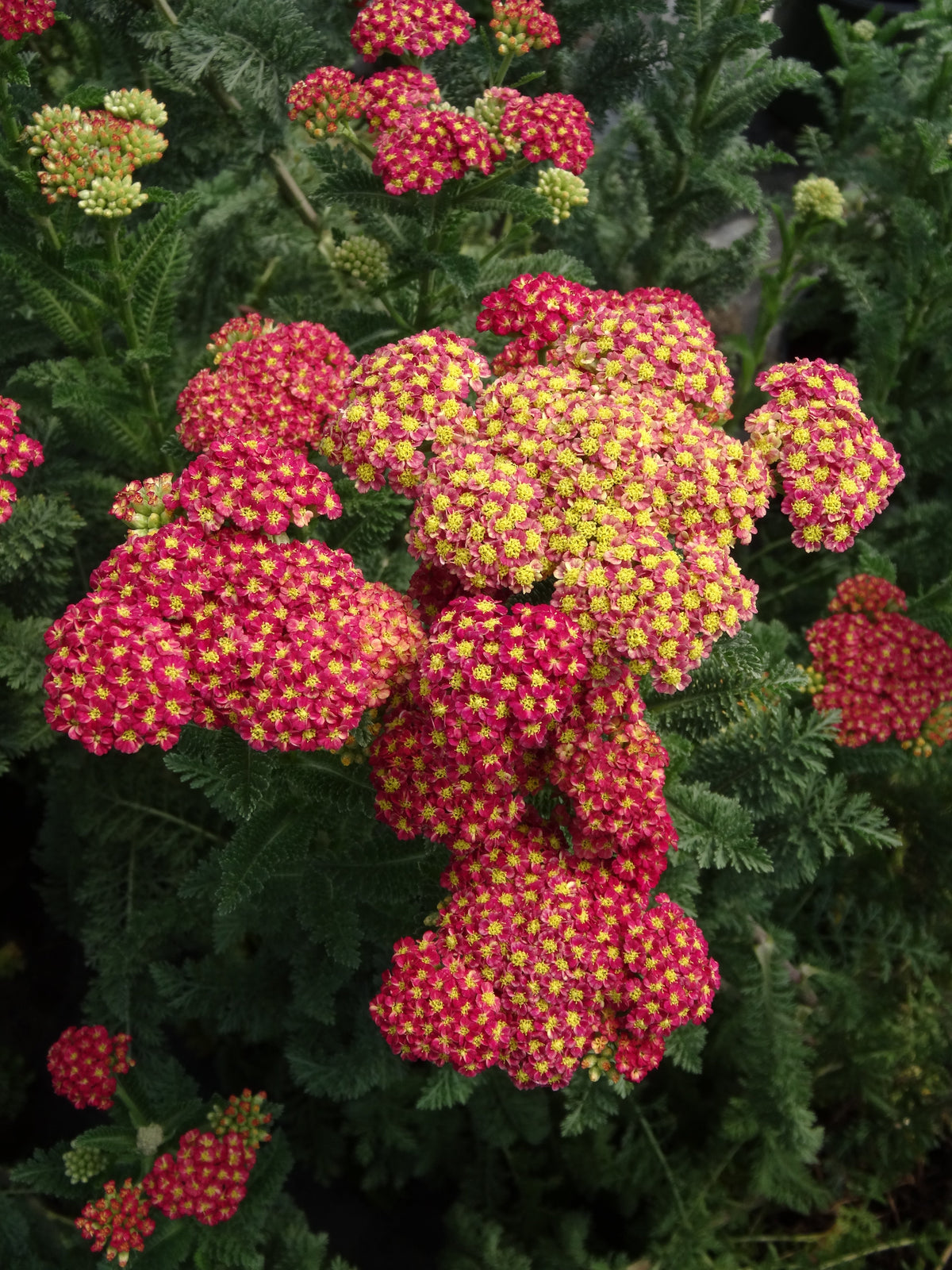 Achillea m. 'Strawberry Seduction' (red) PP18401
