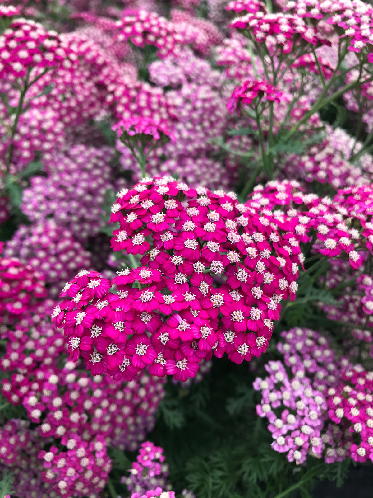 Achillea NEW VINTAGE™ Violet PP25750