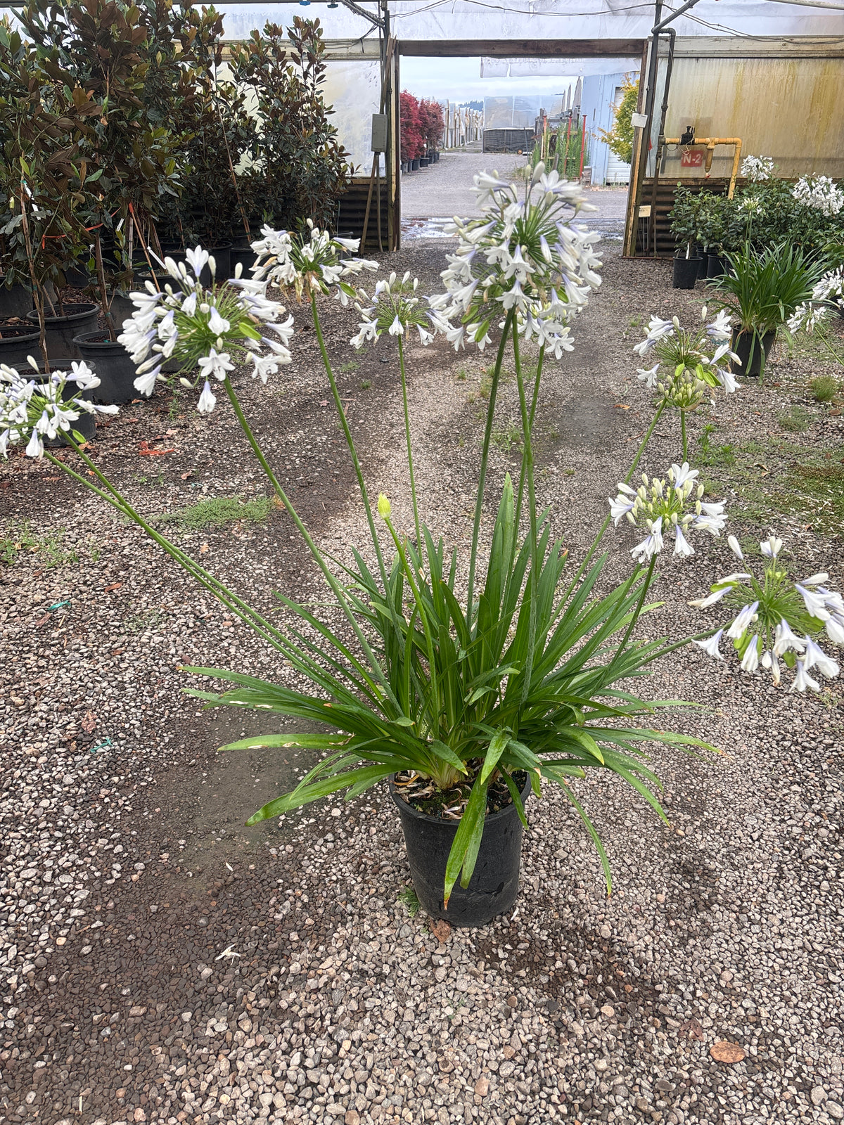 Agapanthus x 'Twister' PP25519 (blue/white)
