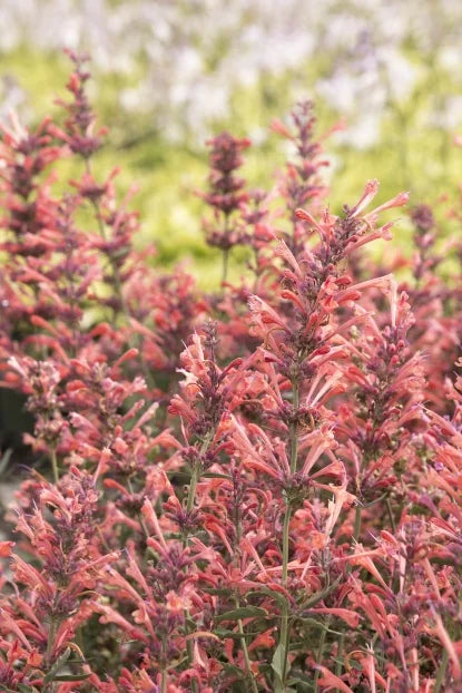 Agastache 'Kudos Coral' PP25613