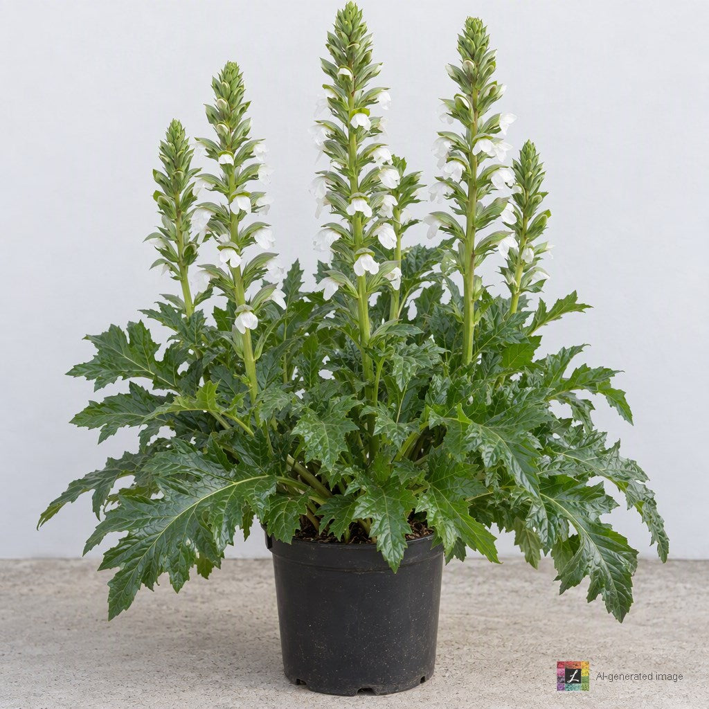 AI-generated image: Acanthus mollis 'Rue Ledan'