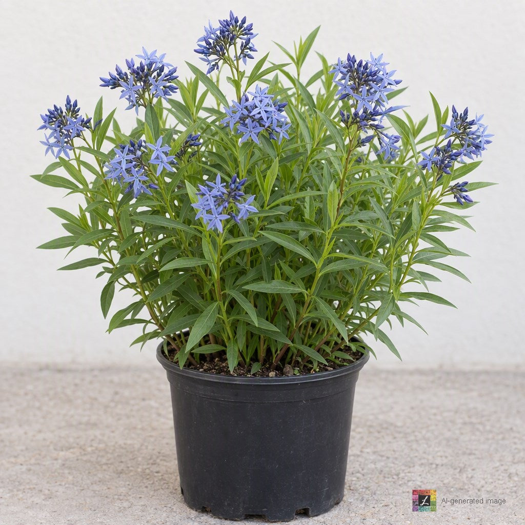 AI-generated image: Amsonia 'Blue Ice'