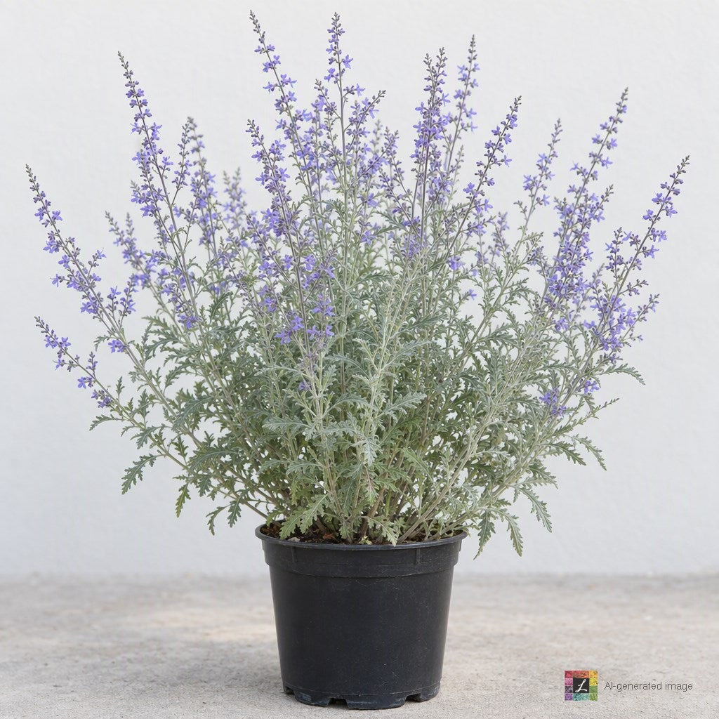 AI-generated image: Perovskia atriplicifolia ‘Blue Steel’