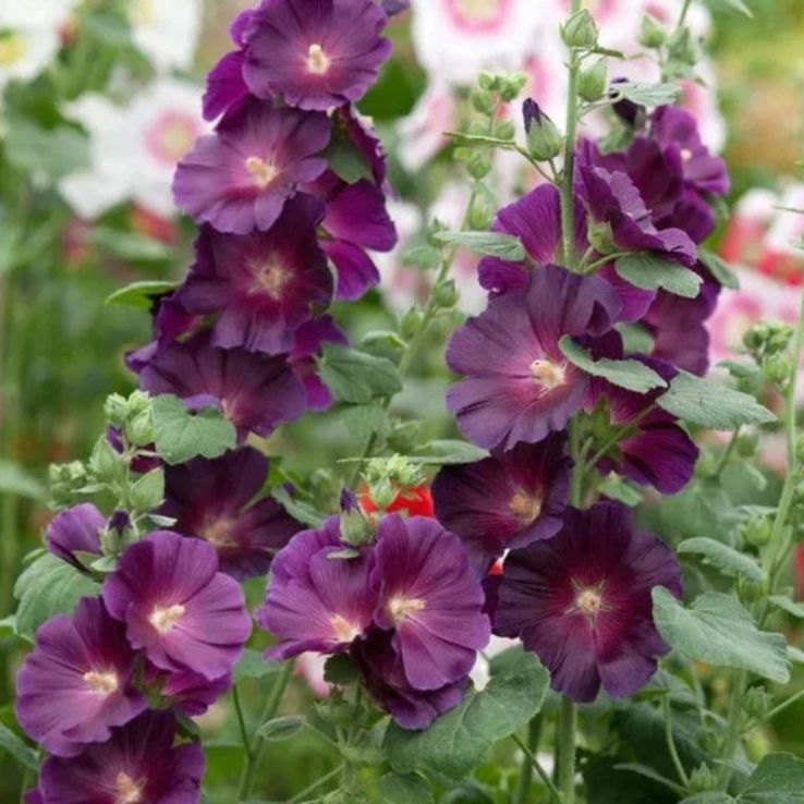 Alcea rosea Spotlight™ 'Purple Rain'