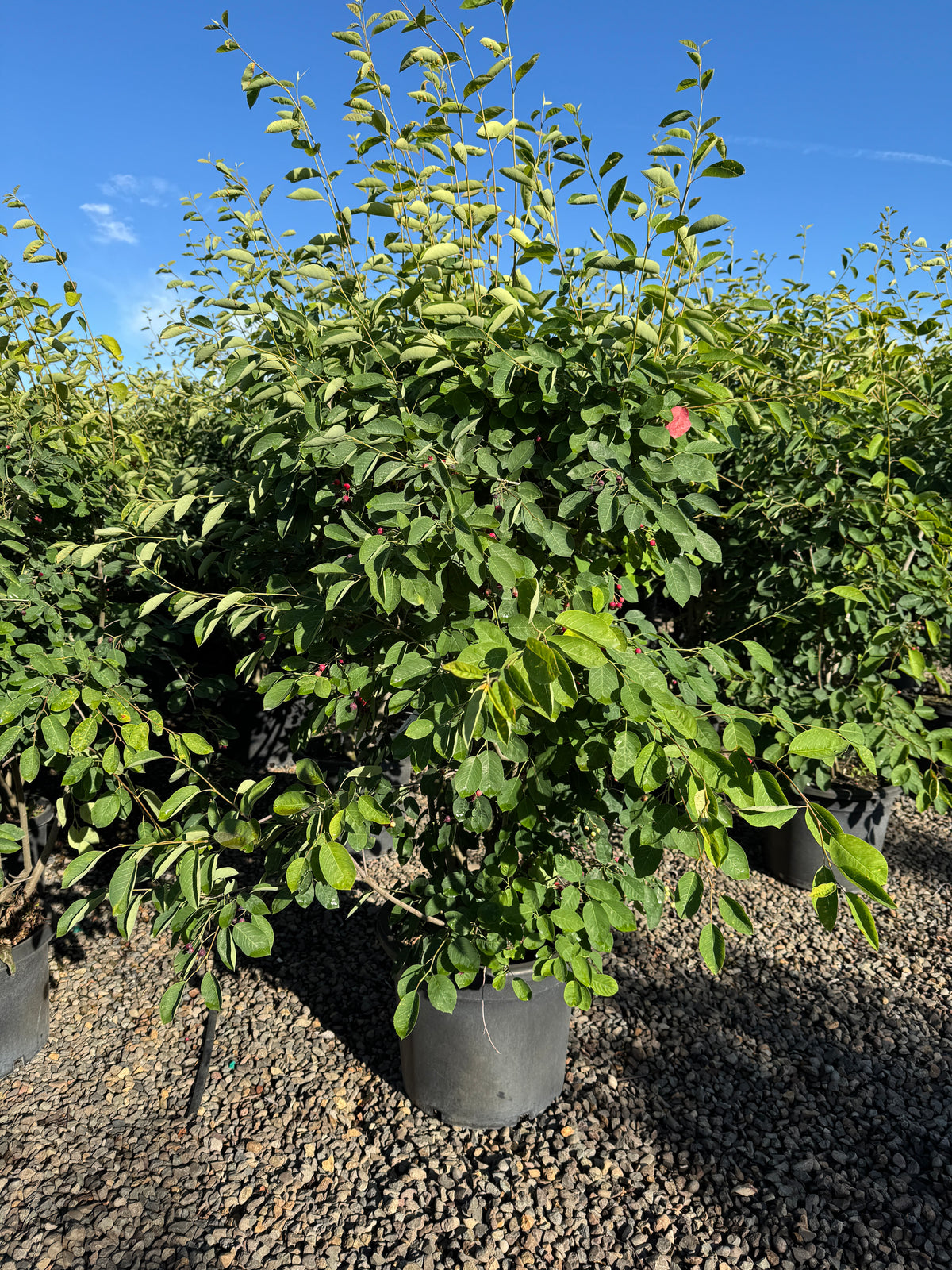 Amelanchier x gr. 'Autumn Brilliance' PP5717, Shrub Form (white)