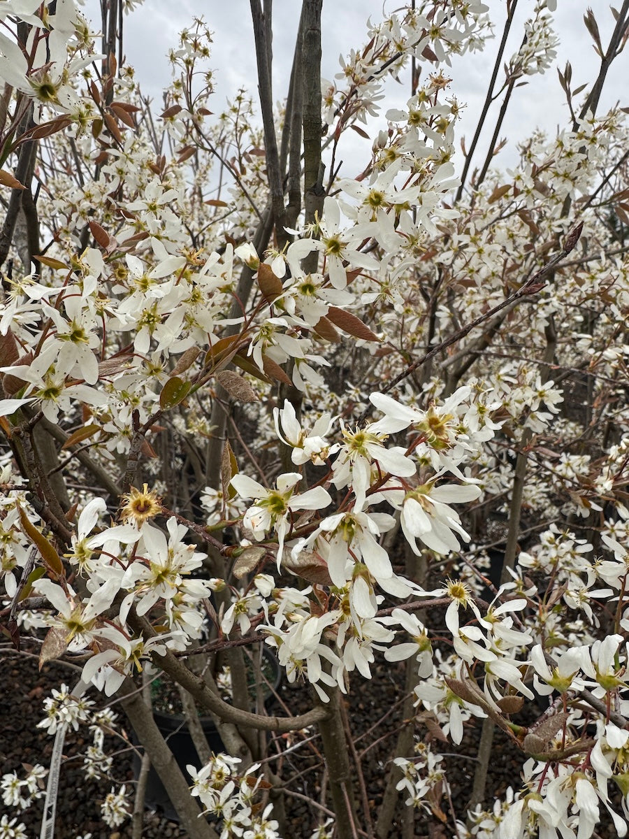 Amelanchier x gr. 'Autumn Brilliance' PP5717, Shrub Form (white)