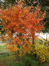 Amelanchier x gr. 'Autumn Brilliance' PP5717 Tree Form (white)