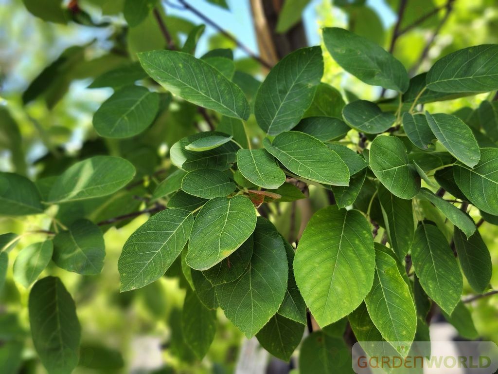 Amelanchier x gr. 'Autumn Brilliance' PP5717 Tree Form (white)