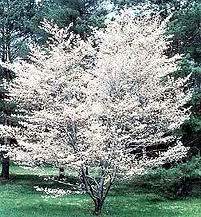 Amelanchier x gr. 'Autumn Brilliance' PP5717 Tree Form (white)