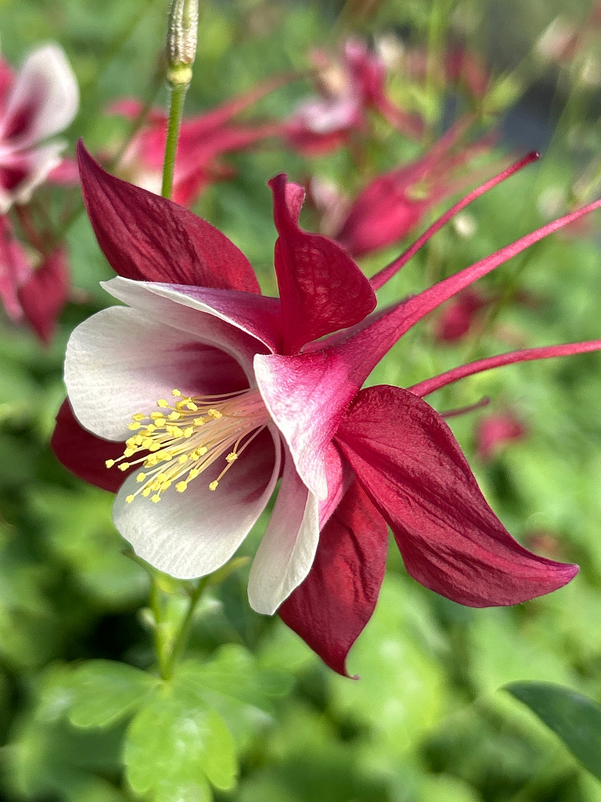 Aquilegia 'Cardinal'