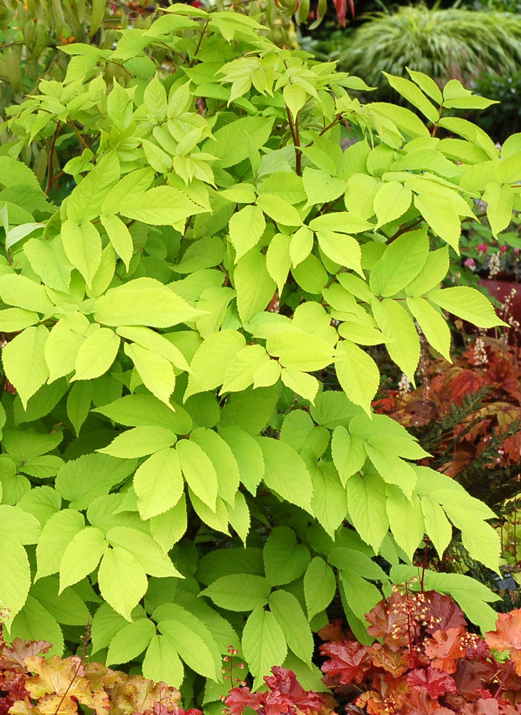 Aralia cordata 'Sun King'