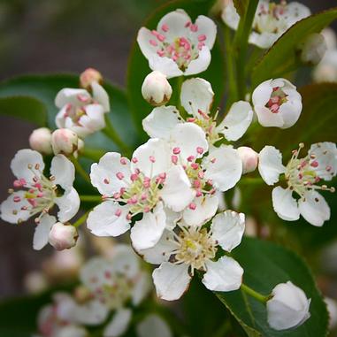Aronia mel. IROQUOIS BEAUTY™