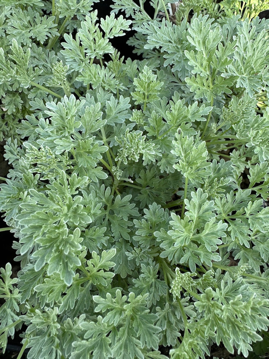 Artemisia ar. x 'Powis Castle'