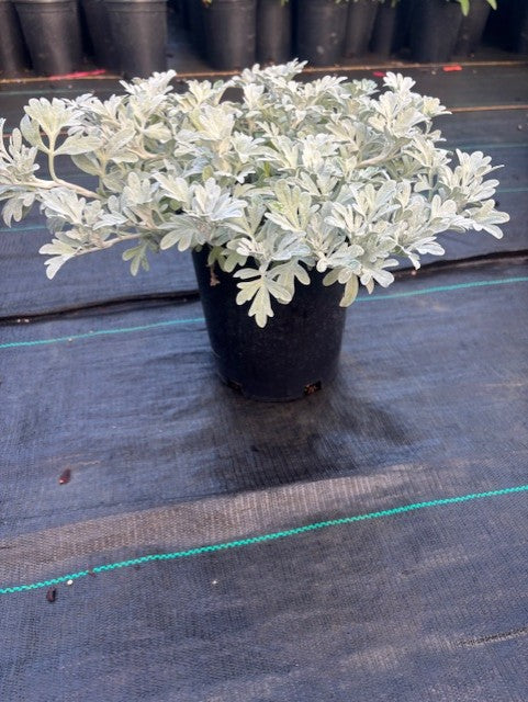 Artemisia st. 'Silver Brocade'