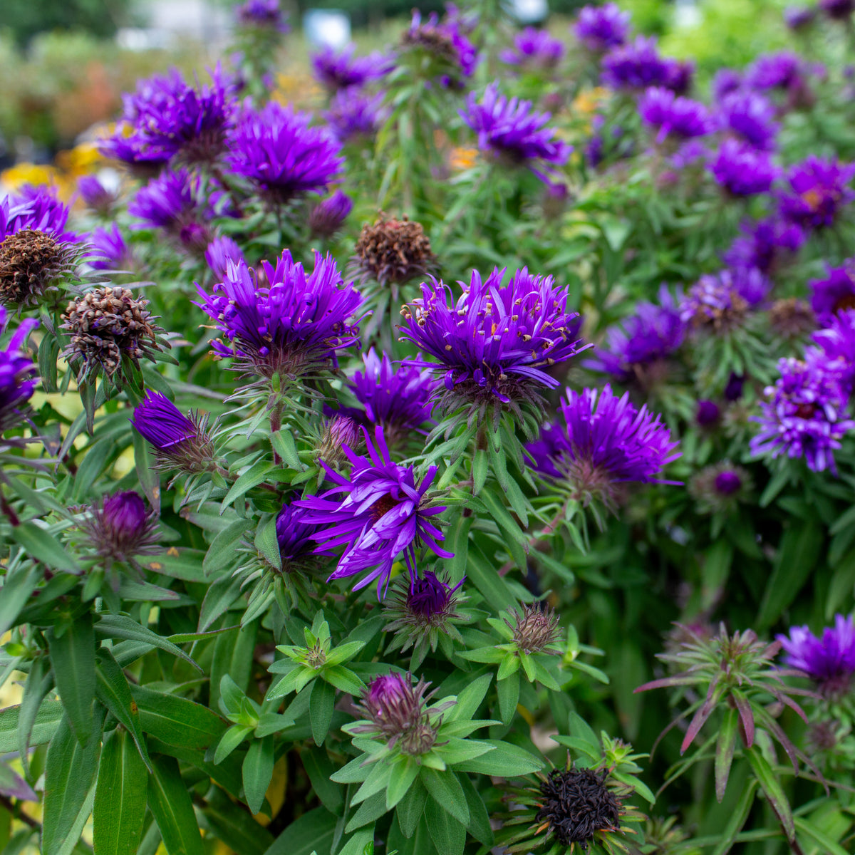 Aster novi-angliae 'Purple Dome'