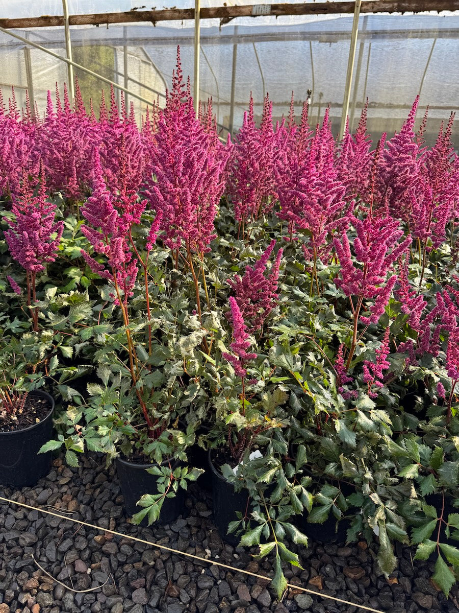 Astilbe c. 'Visions in Red' PP11965 (red)
