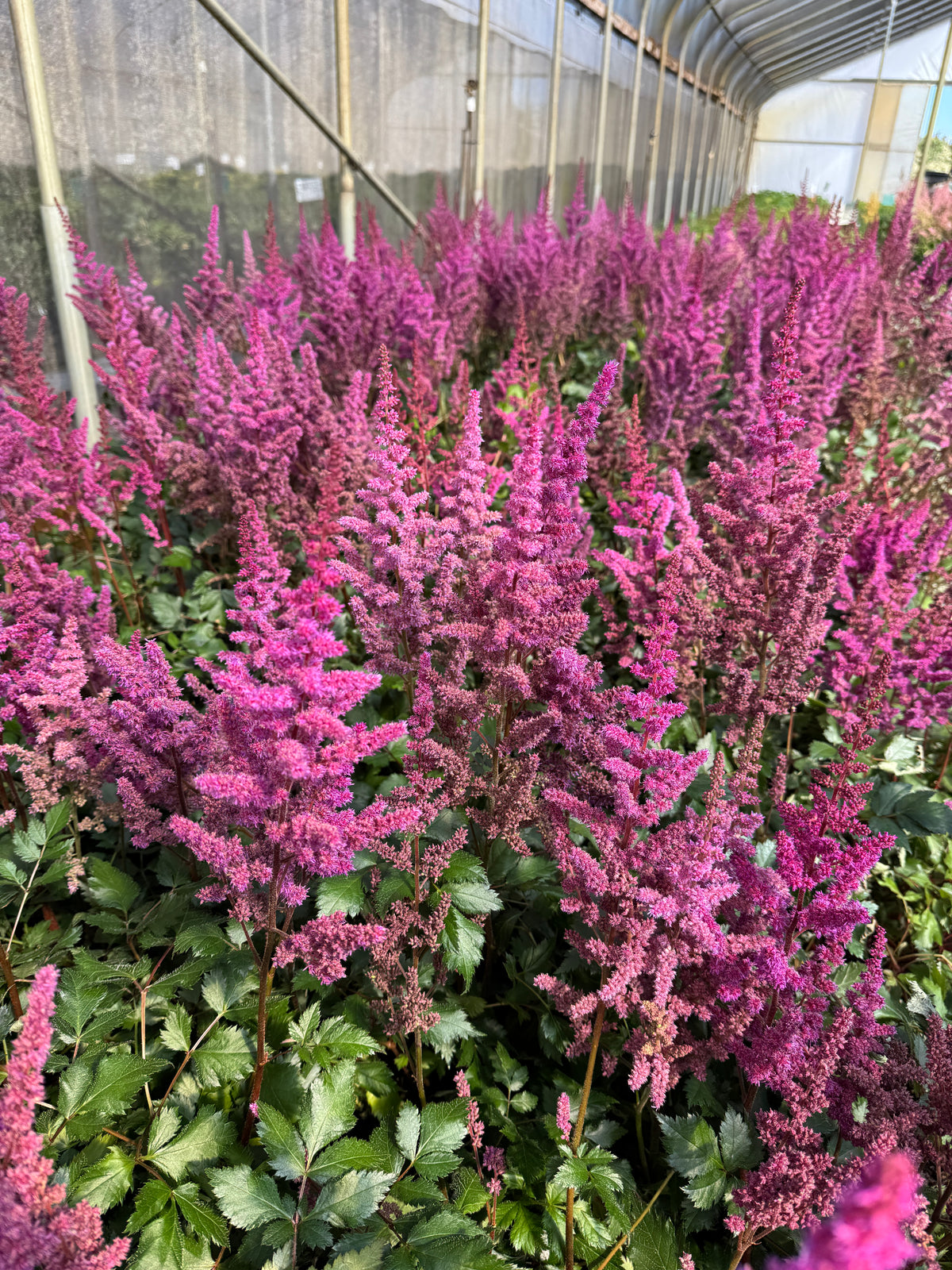 Astilbe c. 'Visions in Red' PP11965 (red)