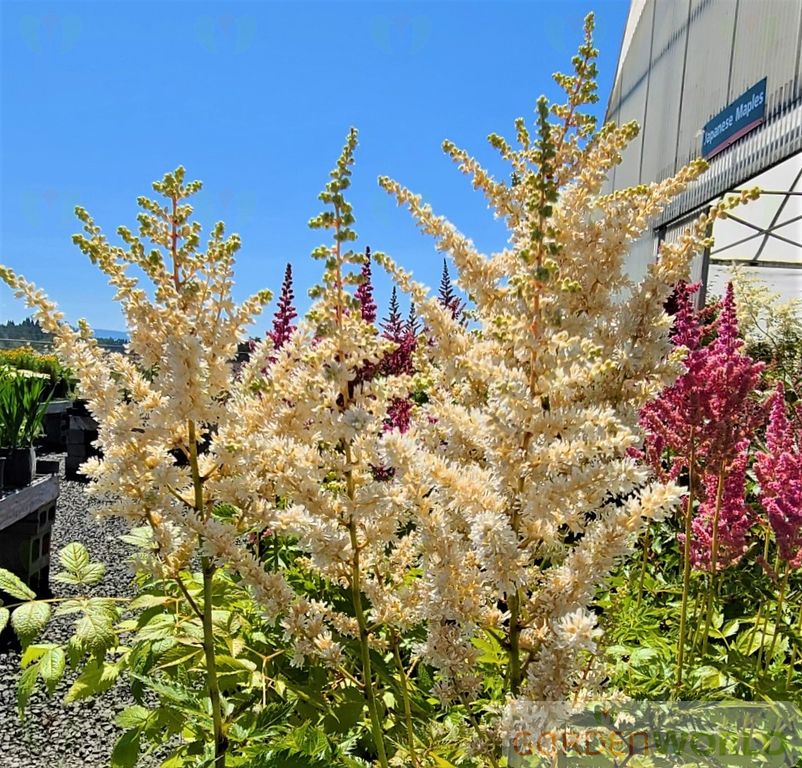 Astilbe c. 'Visions in White' PP18965 (white)