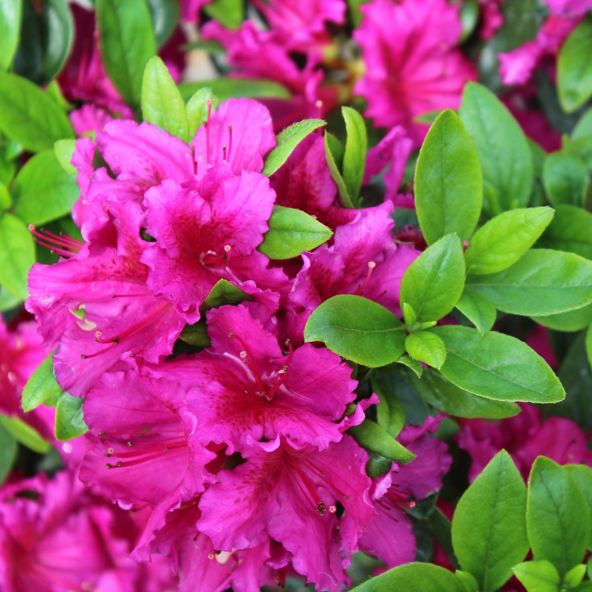 Azalea 'Girard's Fuchsia' (purple)