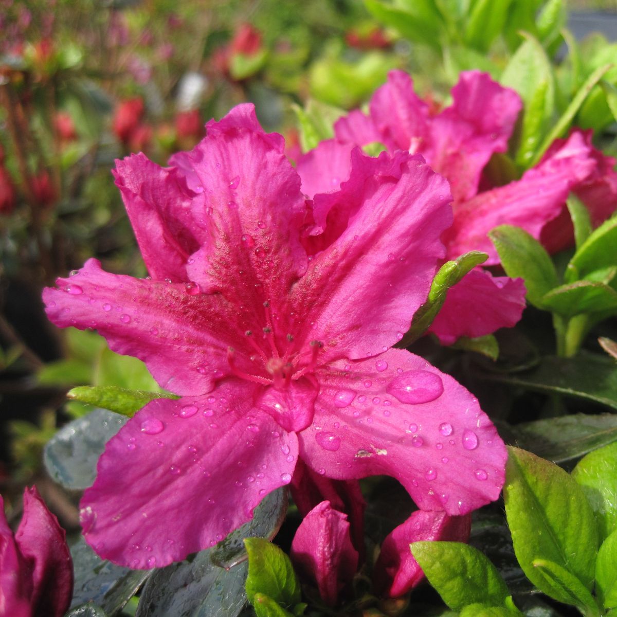 Azalea 'Girard's Fuchsia' (purple)