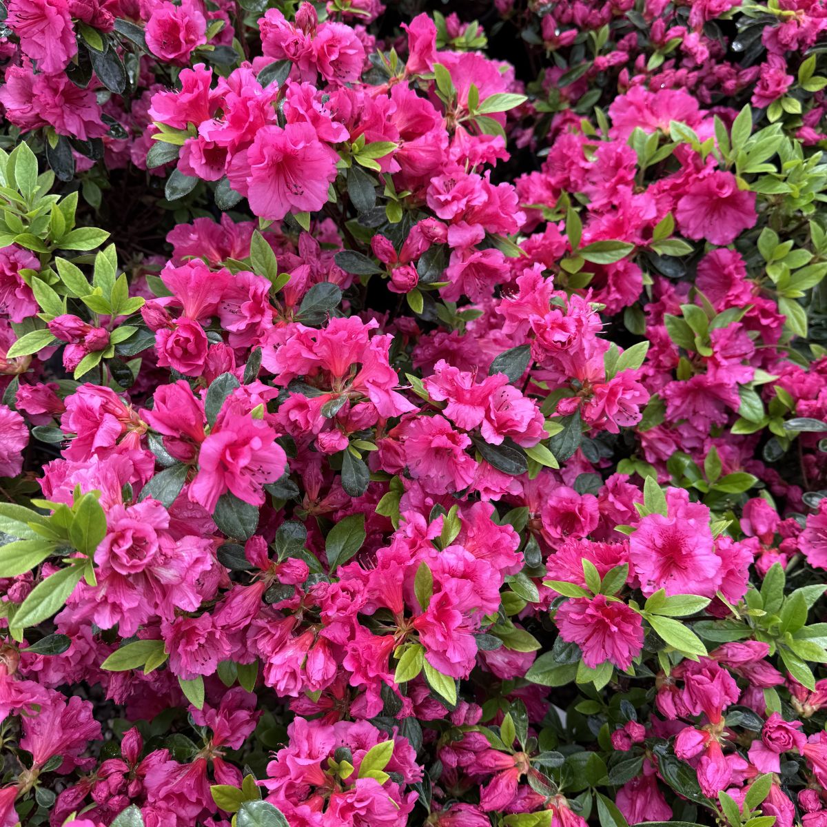 Azalea 'Girard's Fuchsia' (purple)