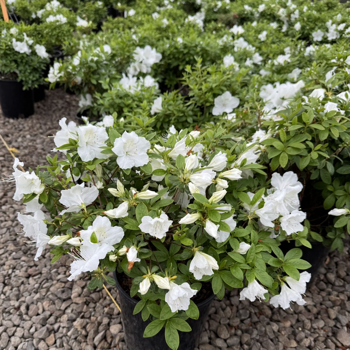 Azalea 'Girard's Pleasant White' (white)