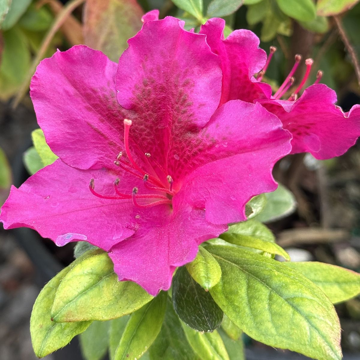Azalea 'Girard's Purple' (purple)