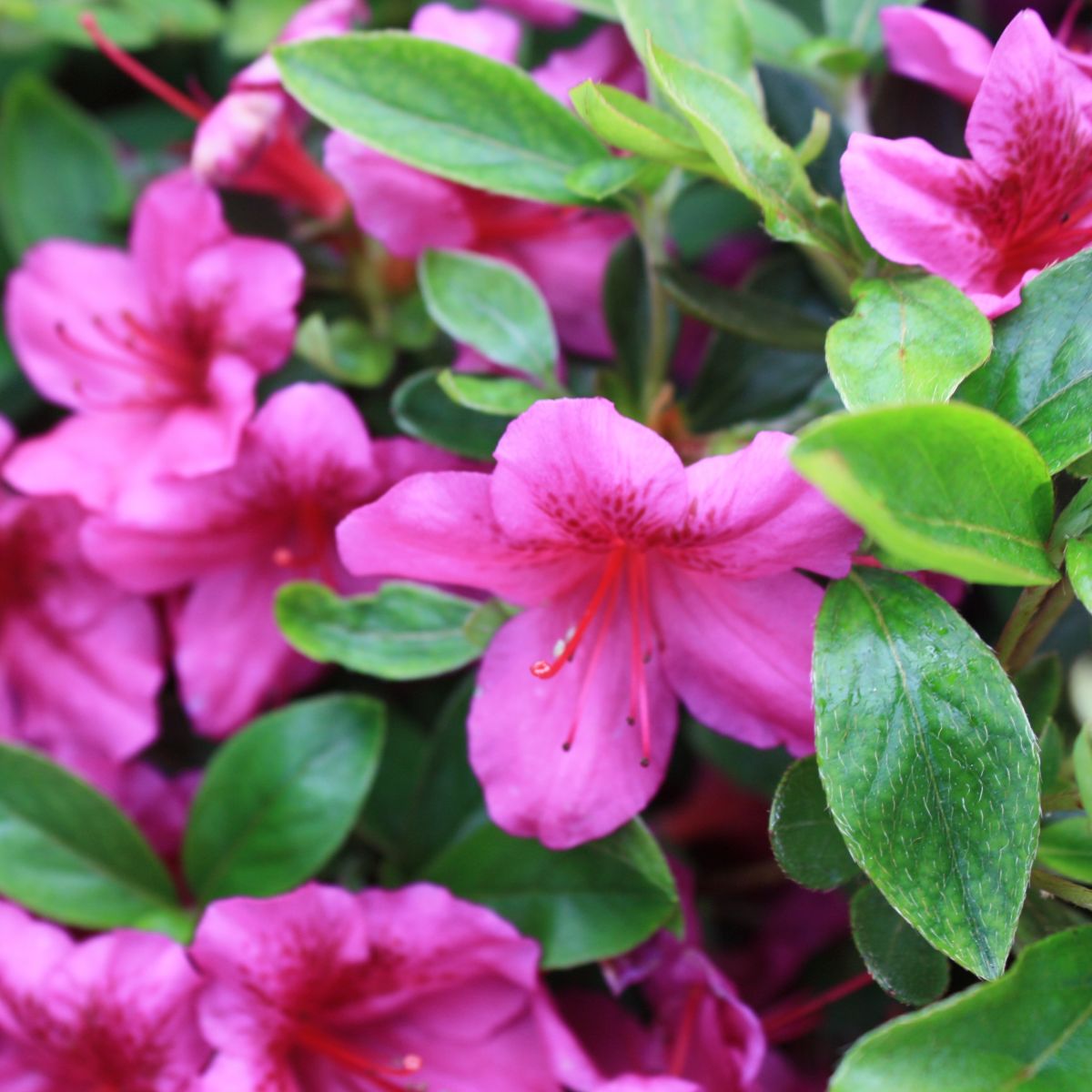 Azalea 'Girard's Purple' (purple)