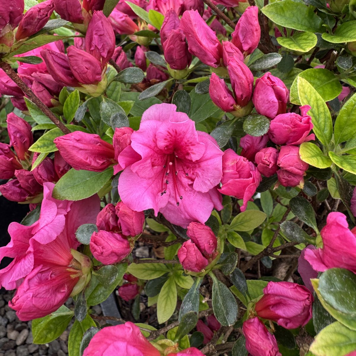 Azalea 'Girard's Purple' (purple)