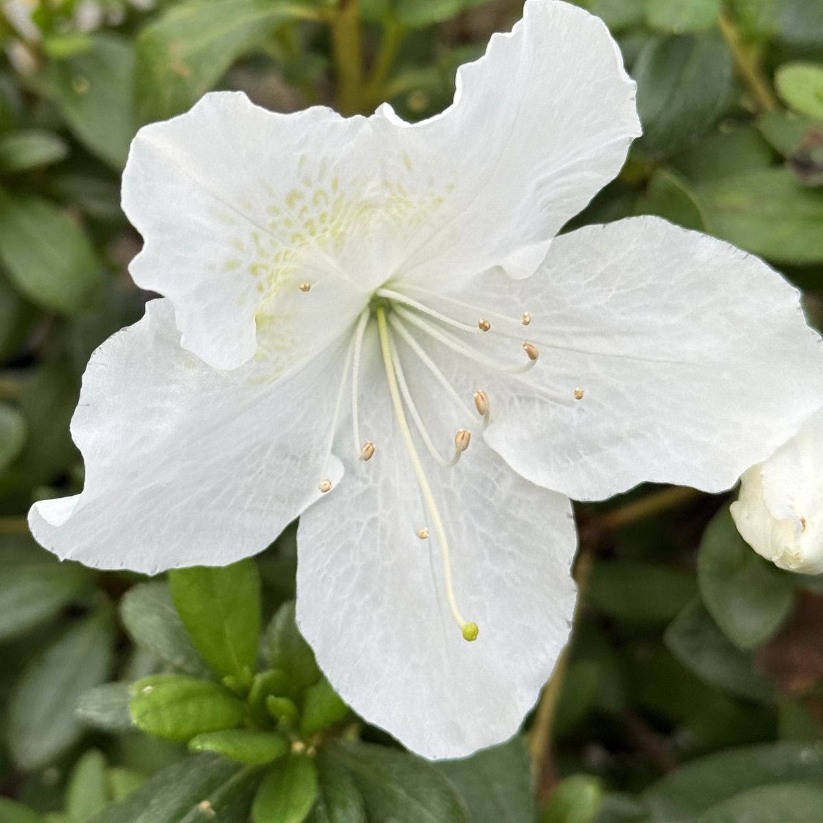 Azalea 'Gumpo White' (white)