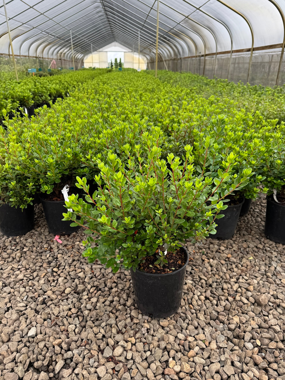 Azalea 'Hino-Crimson' (red)